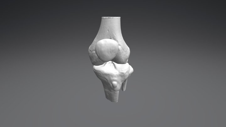 Rodilla Completa 3D Model