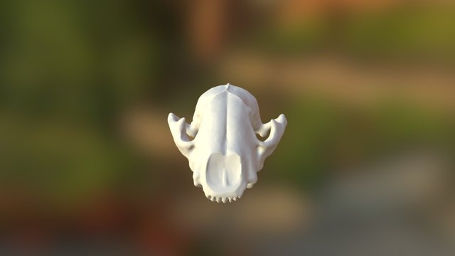 possum skull 3D Model