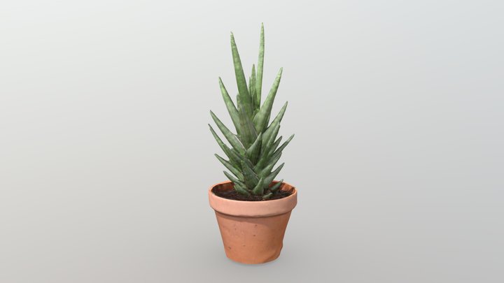 Indoor Plant 1 3D Model