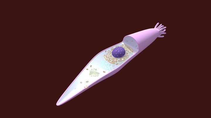 Type Two Taste Cell 3D Model