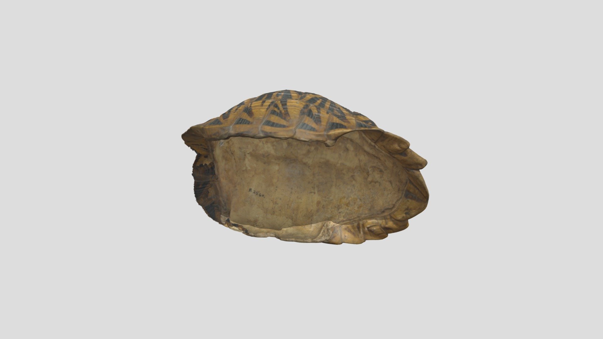 Geometric tortoise (Testudo geometrica) - 3D model by EvoMorphoLab ...