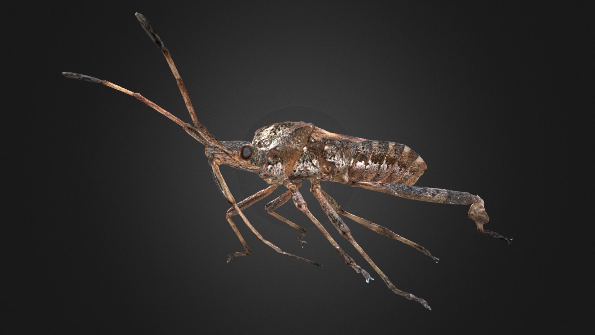 Leptoglossus occidentalis