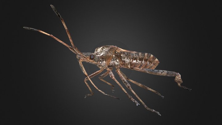 Leptoglossus occidentalis – Free 3D Model STL