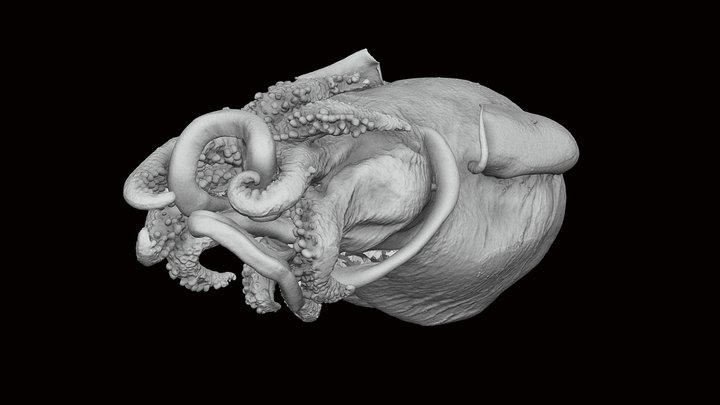 Japanese bobtail squid (Euprymna berryi) 3D Model