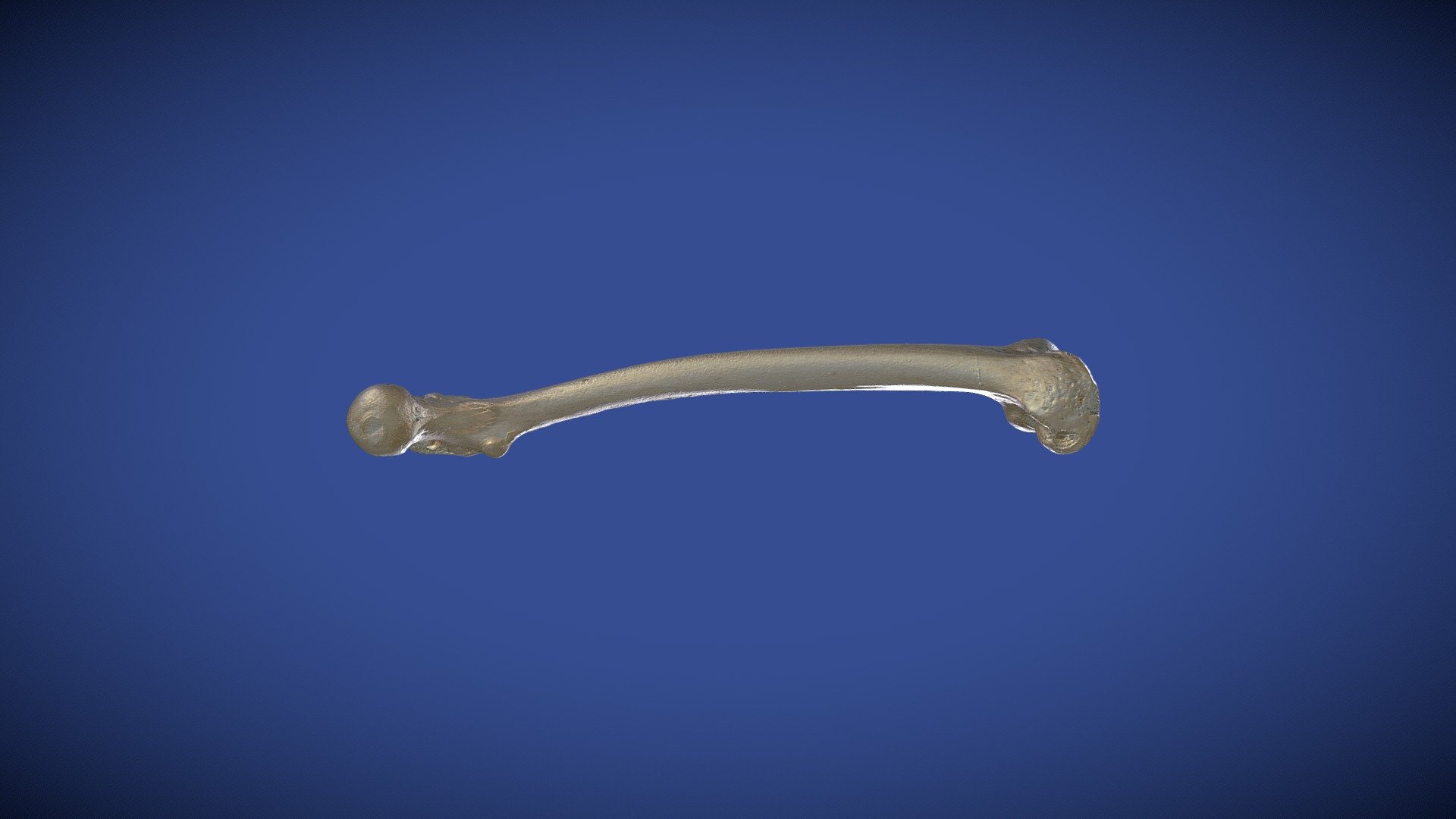 UD3 Femur (1)