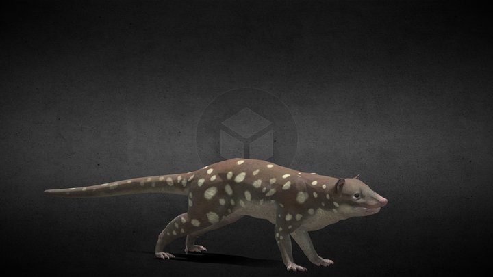 quoll_FINAL_rig_ANIMATING23-EDITS2_PROPORTIONS12 3D Model