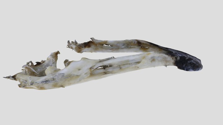 UWYMV:Bird:5911, Aegolius acadicus, Mandible – Free 3D Model STL