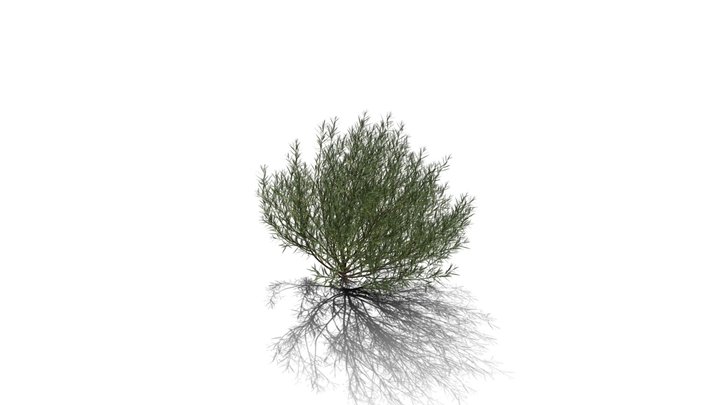 Realistic HD Rosemary willow (60/99) 3D Model