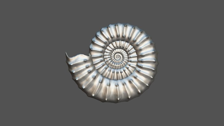 Acanthopleuroceras valdani (Orbigny 1844) 3D Model