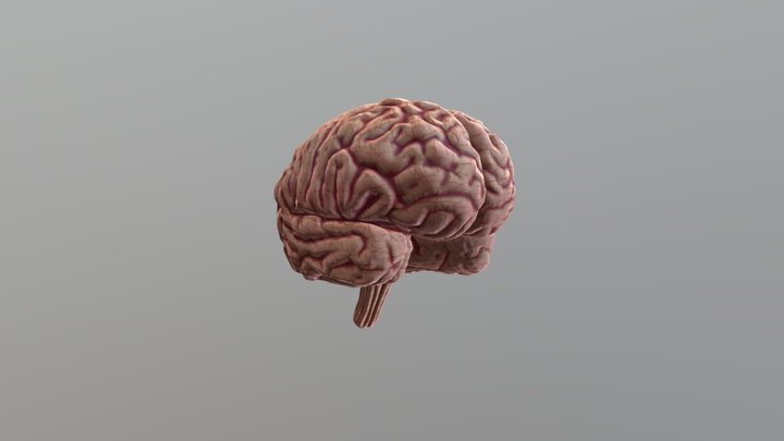 Low-Poly Human Brain Model