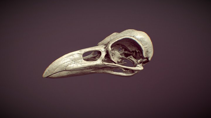 Crow skull 3D Model