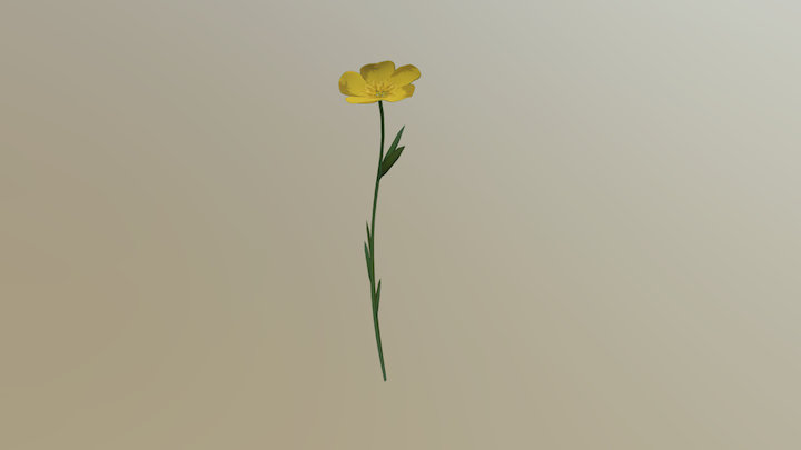Butter Cup Flower 3D Model