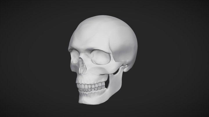 Skull - Human Anatomy Study 3D Model