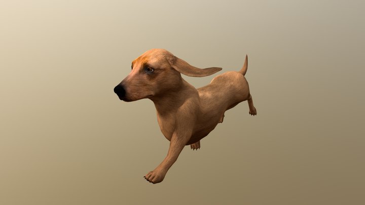 Dachshund 3D Model