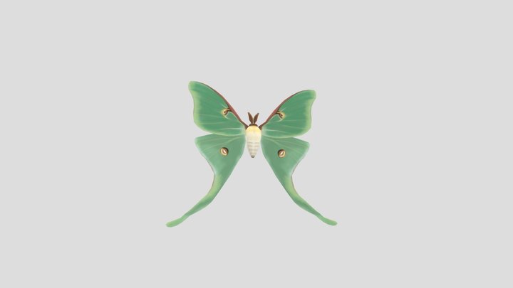luna moth animated 3D Model