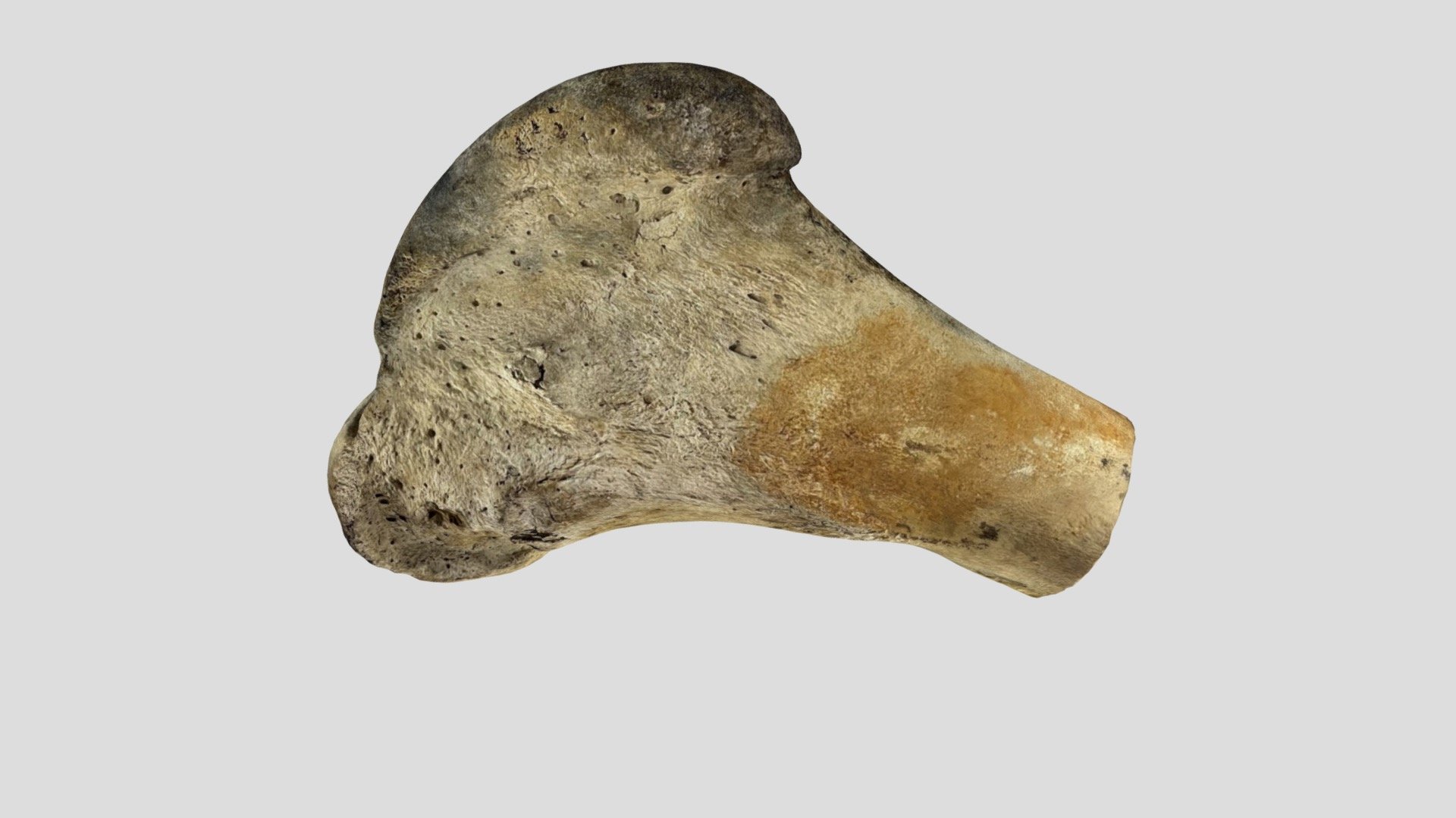 Cattle Femur: EOA:2022.90