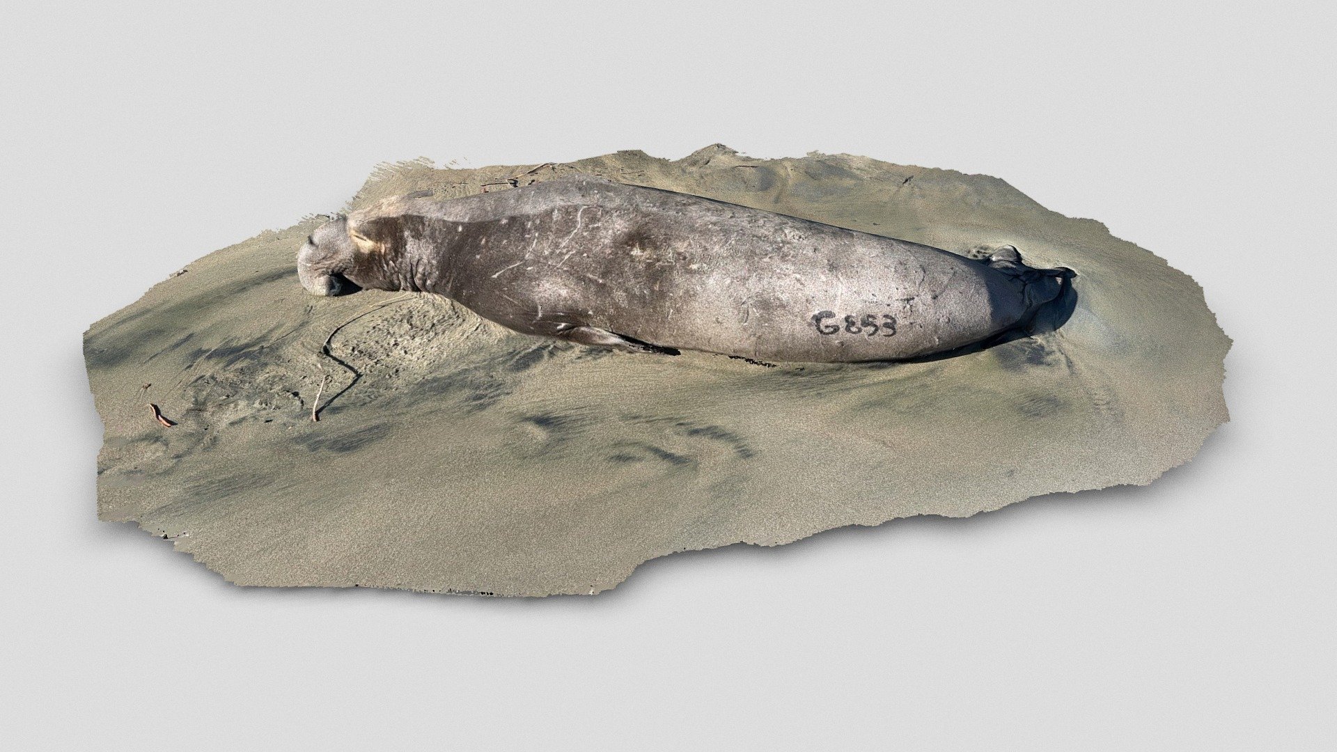 Day 18: Elephant Seal - 1scanaday