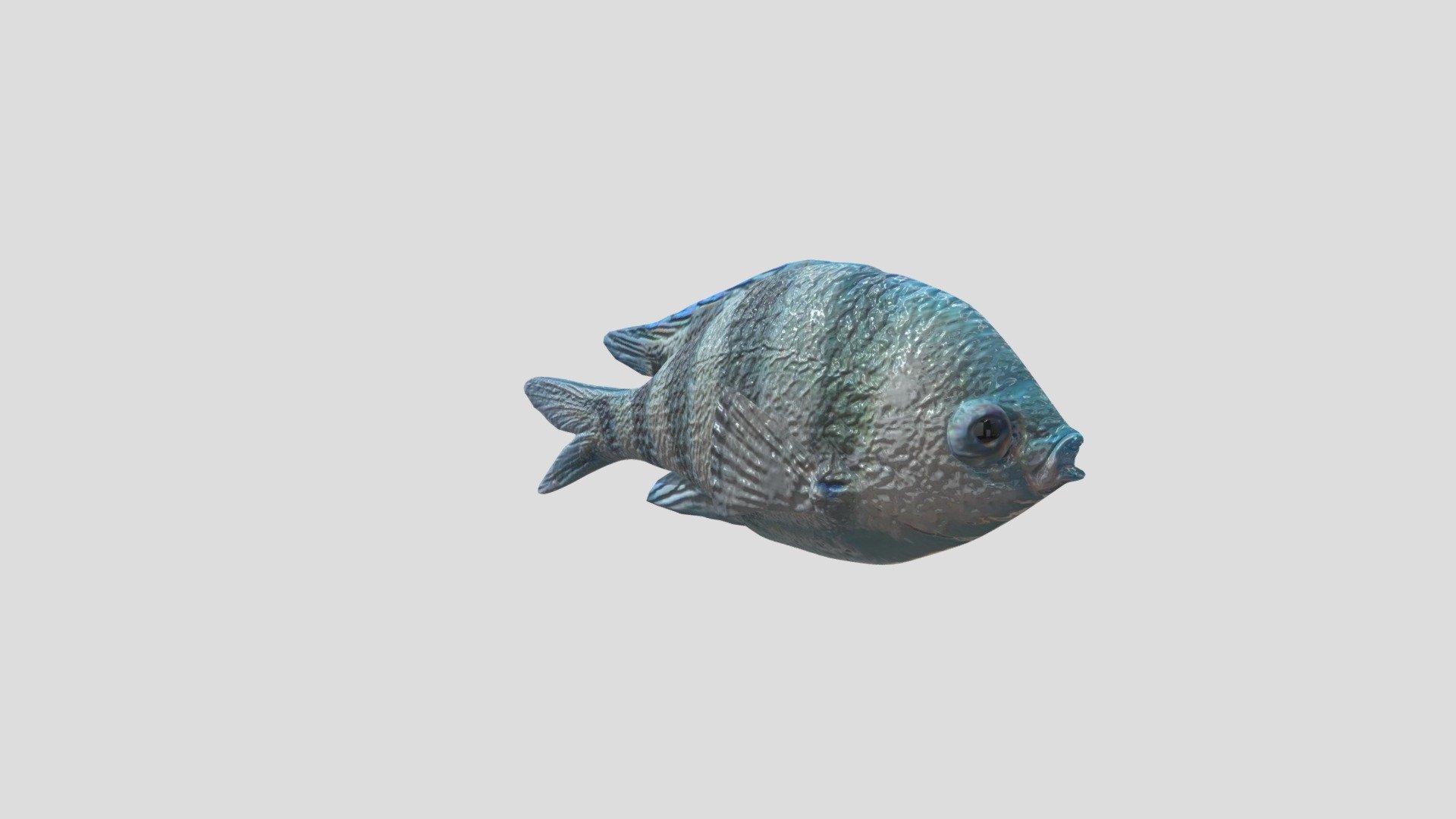 Fish - Download Free 3D model by ca1dt (@caderokke2) [782e19c] - Sketchfab