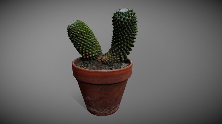 Kaktusz cserépben | Cactus in pot