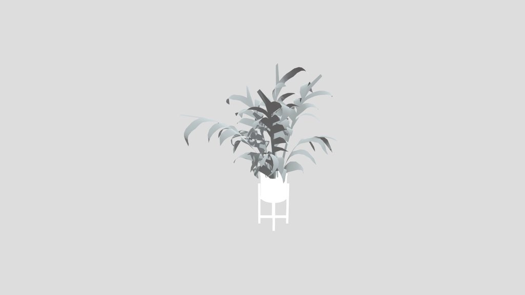 Alpania Galanga Large Potted Plant