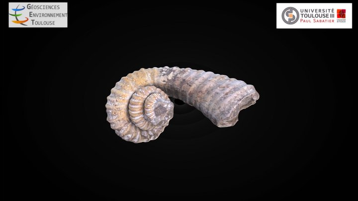Heteroceras 3D Model
