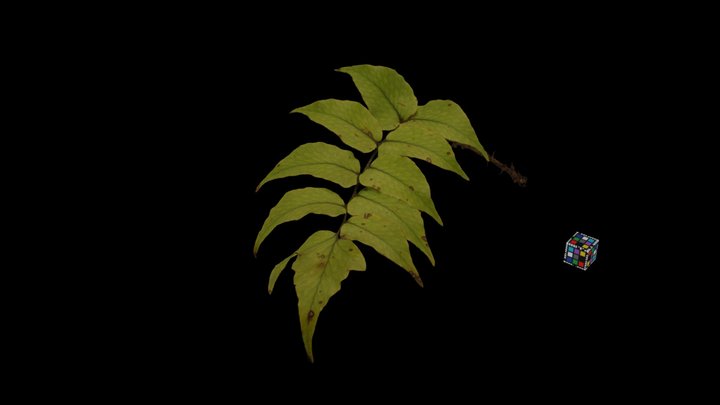 CC0 ヒロハヤブソテツ？ Large-leaved Holly Fern – Modello 3D gratuito STL