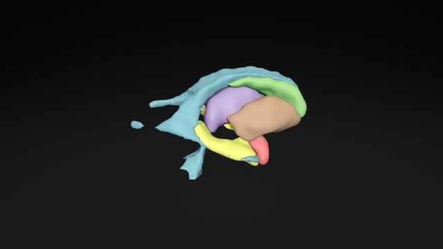 Sub-cortical brain structures labeled 3D Model