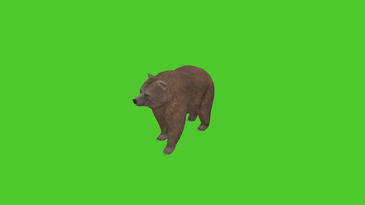 Bear 3D Model
