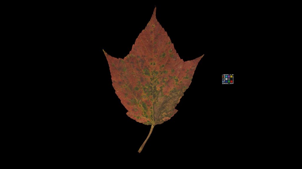CC0 ウリハダカエデ 🍁 Redvein Maple, Acer rufinerve