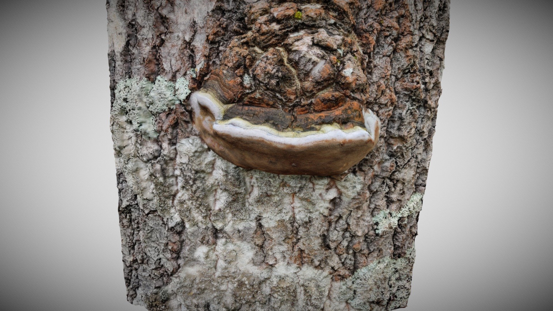 Haavankääpä (Phellinus tremulae)