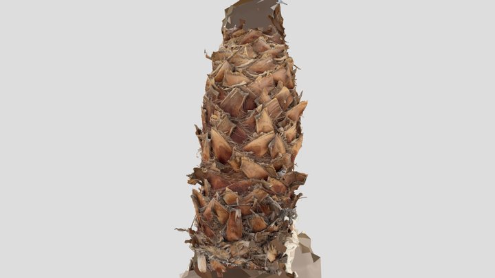 Palm Tree Trunk 3D Model