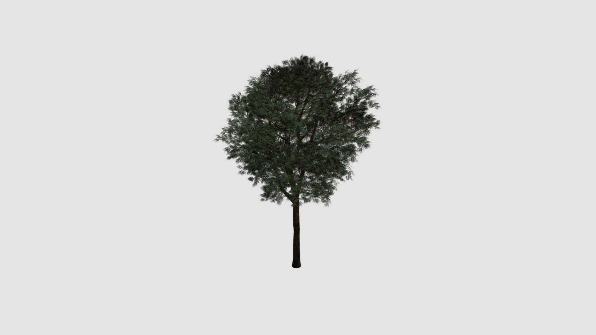 Fraxinus Plant - Buy Royalty Free 3D model by Evermotion [7847654 ...