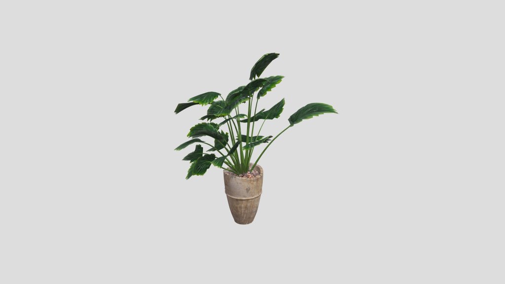 Plant