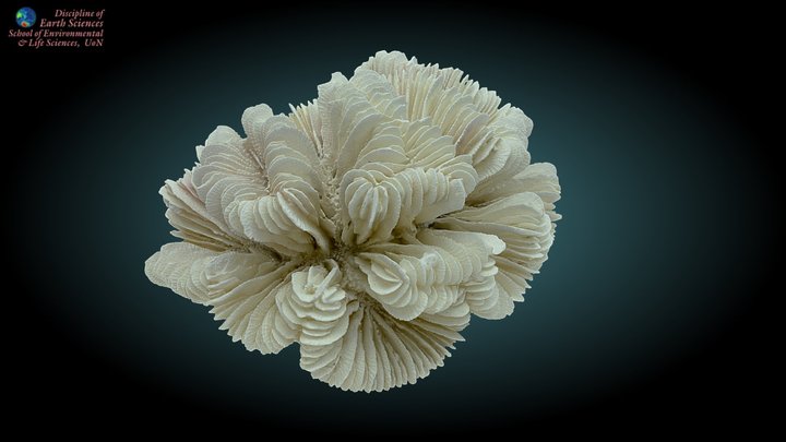 Modern coral #2 3D Model