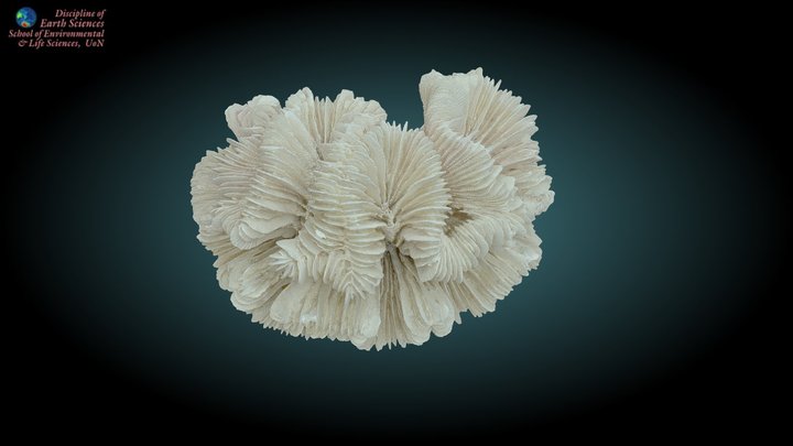 Modern coral #2 3D Model