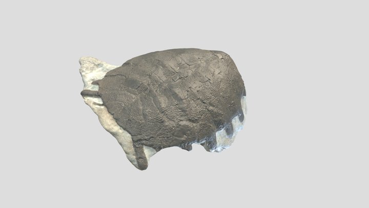 "Trionyx" reticulatus PIMUZ A_III 502 3D Model