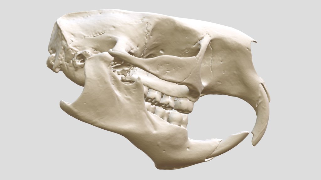 Rodent Phylogeny Examples - A 3D model collection by Biodiversity ...