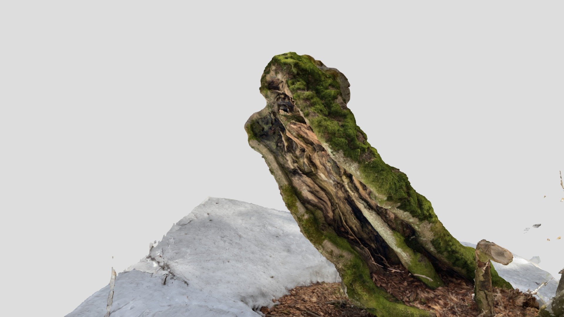 Tree stump scan 2023-03-19 - Download Free 3D model by Neacroon ...