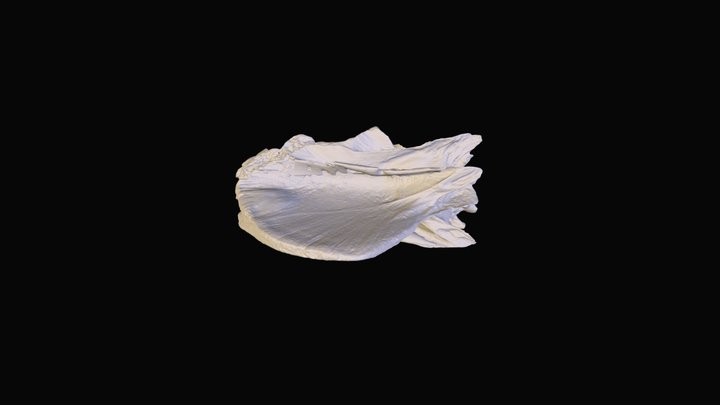 Mahi mahi (Coryphaena hippurus) Neurocranium 3D Model