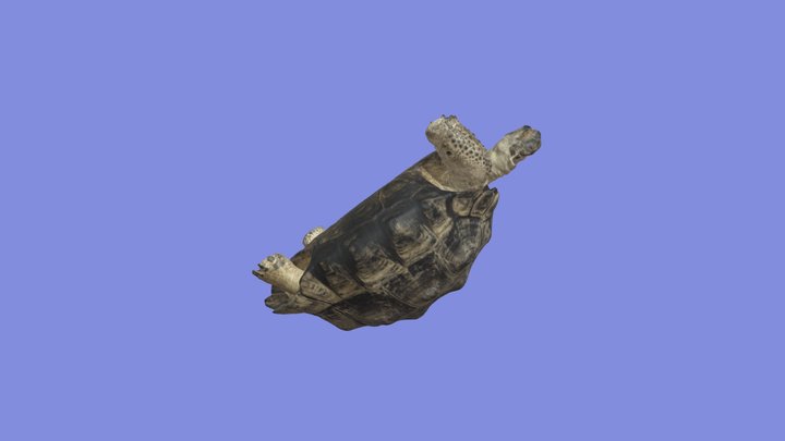 galapagos-turtle-vcu-3d-3799 (5) 3D Model