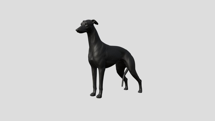Greyhound Dog 3D Model