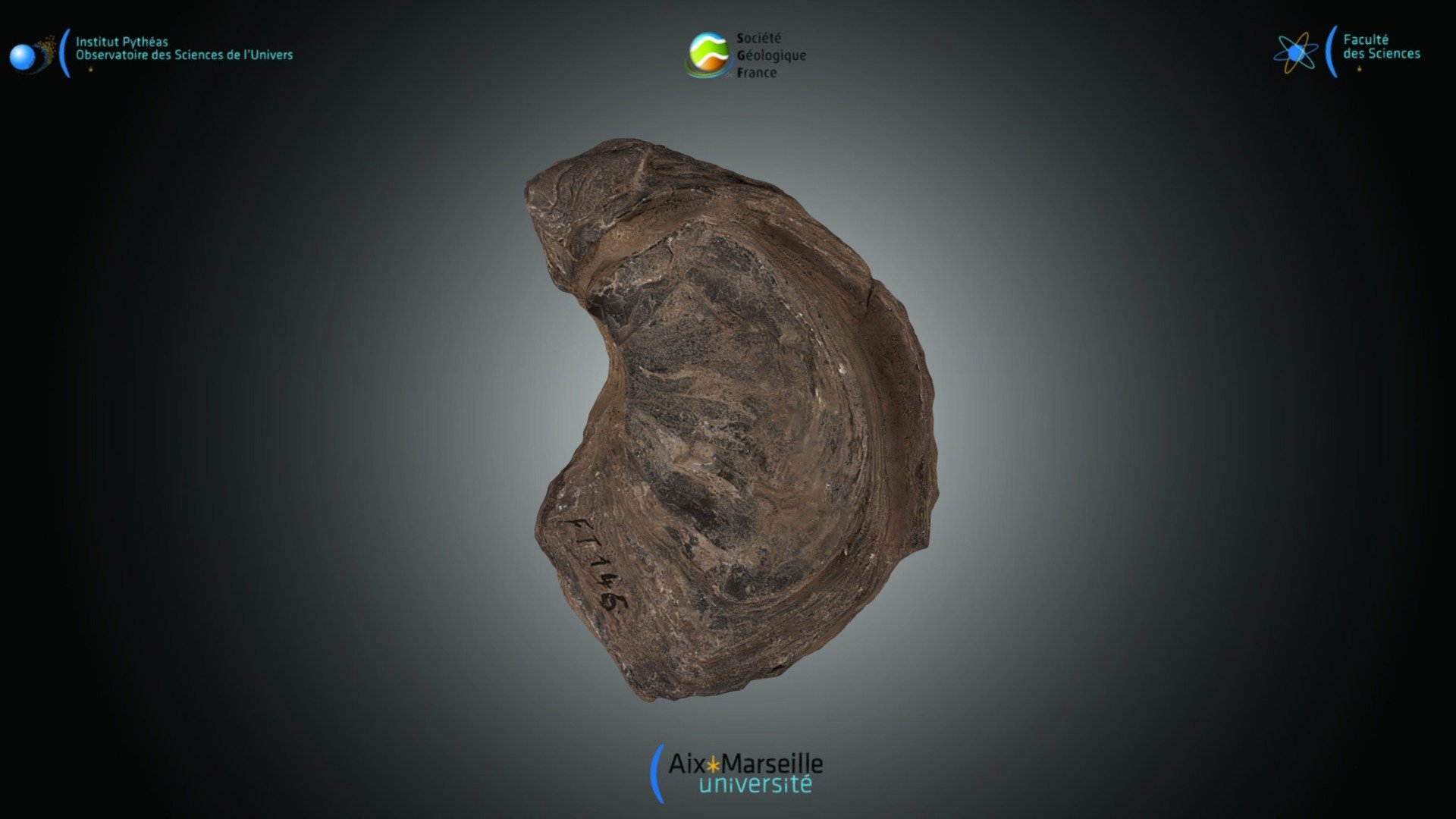 Bivalve - Ostrea sp.