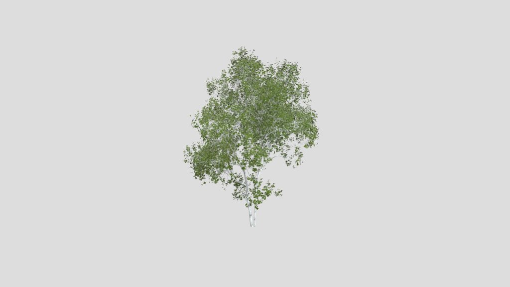 Real Tree Acer Saccharinum Summer