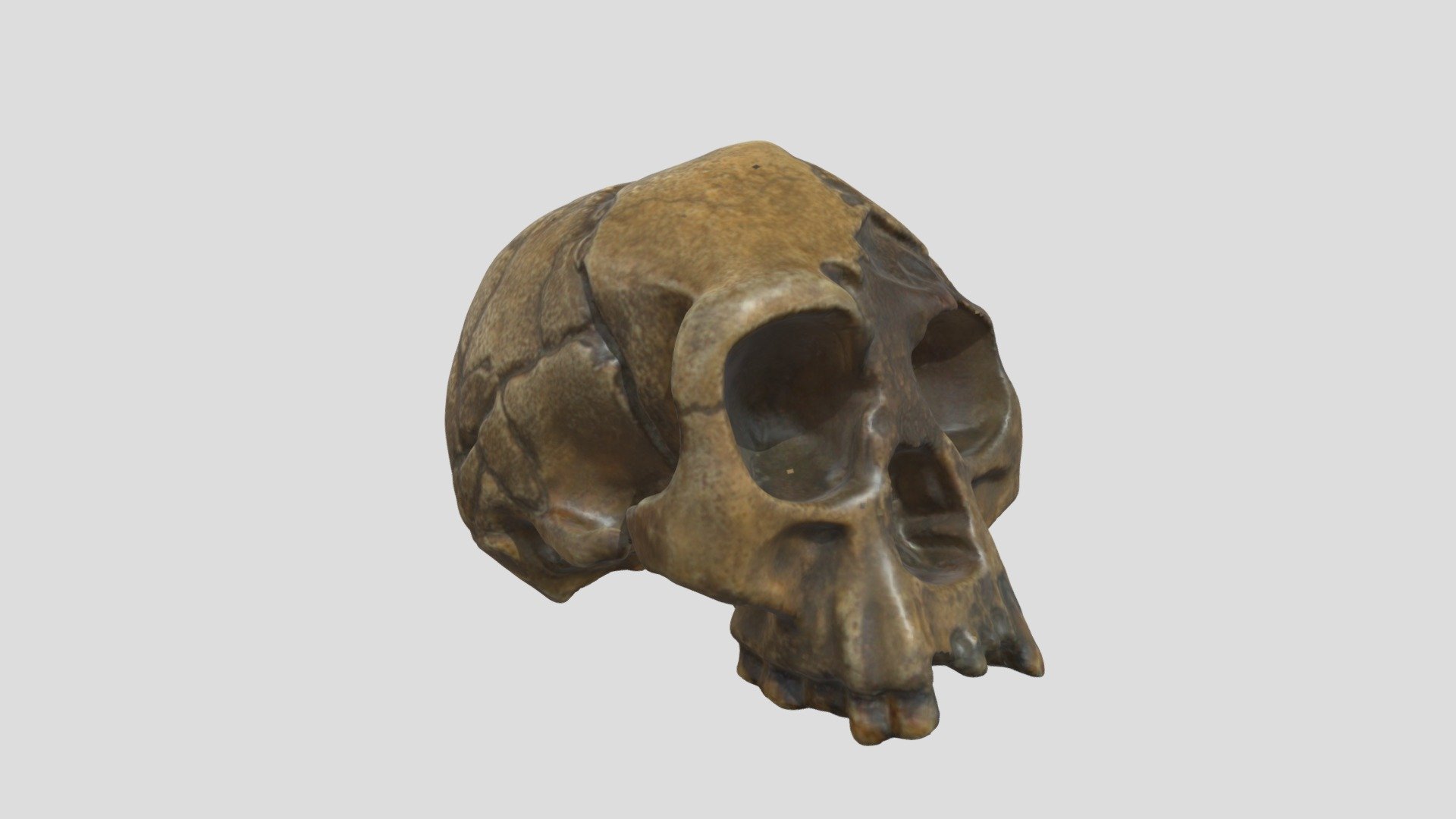 Homo floresiensis (crâne seul)