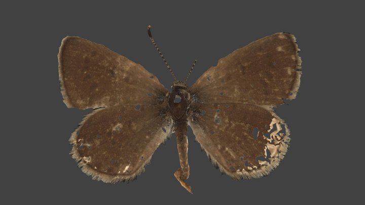 Zizeeria Karsandra – Modello 3D gratuito STL