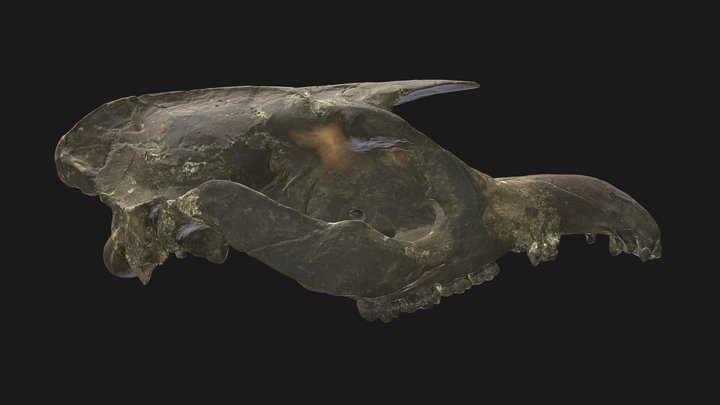 Dwarf Tapir Skull (Pliocene), Gray Fossil Site 3D Model