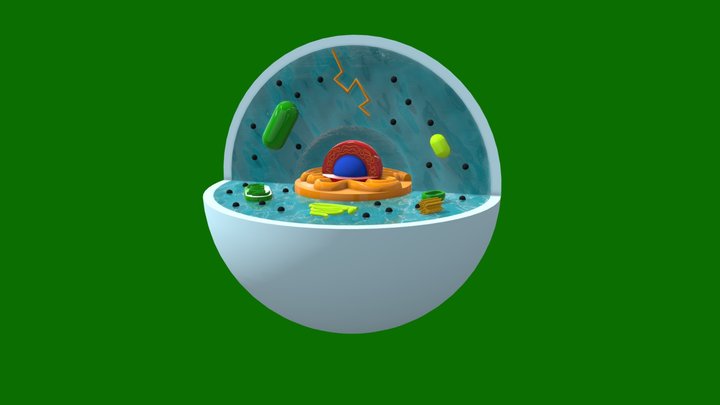 Célula Animal Eucariotica 3D Model
