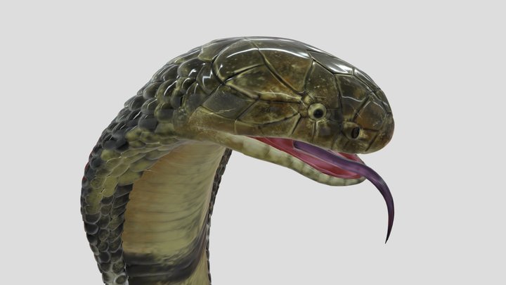 Snakes 3D models - Sketchfab