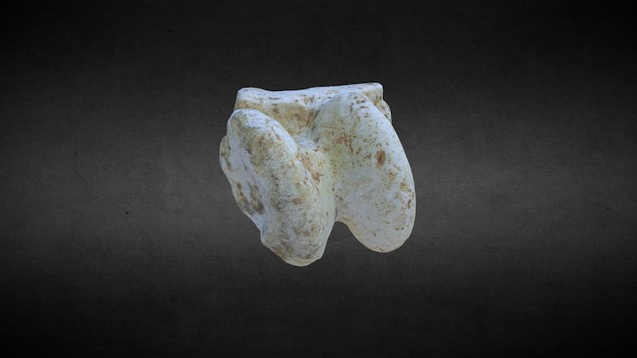 Equus ferus_ast 3D Model