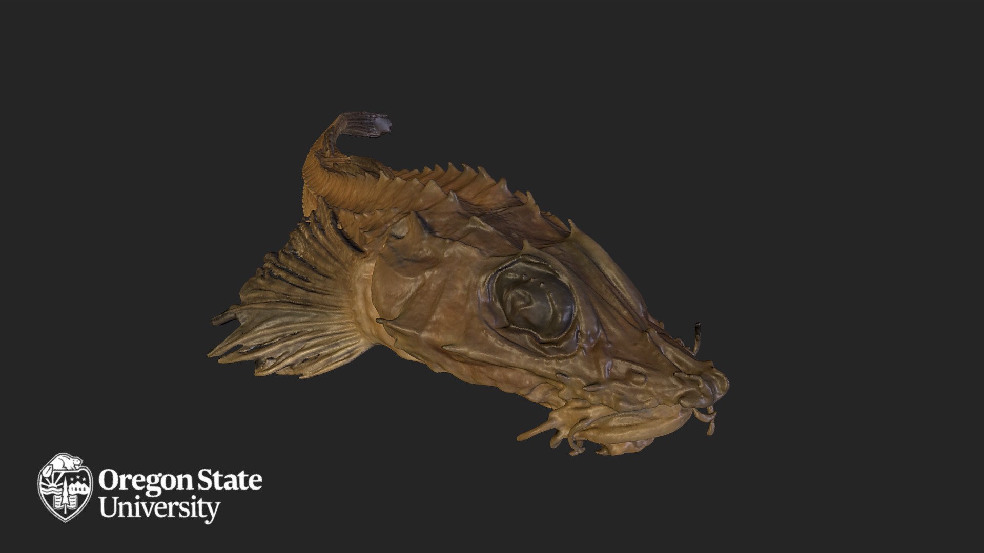 Sawback Poacher (Laptagonus frenatus) - Download Free 3D model by ...